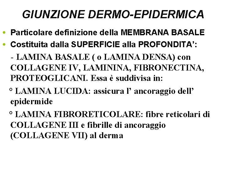 GIUNZIONE DERMO-EPIDERMICA • Particolare definizione della MEMBRANA BASALE • Costituita dalla SUPERFICIE alla PROFONDITA’: