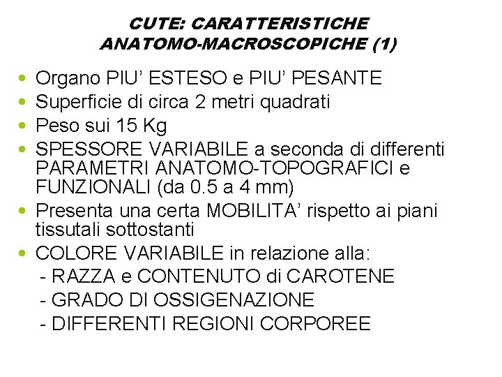 CUTE: CARATTERISTICHE ANATOMO-MACROSCOPICHE (1) • • Organo PIU’ ESTESO e PIU’ PESANTE Superficie di