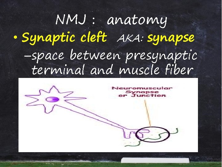 NMJ : anatomy • Synaptic cleft AKA: synapse –space between presynaptic terminal and muscle