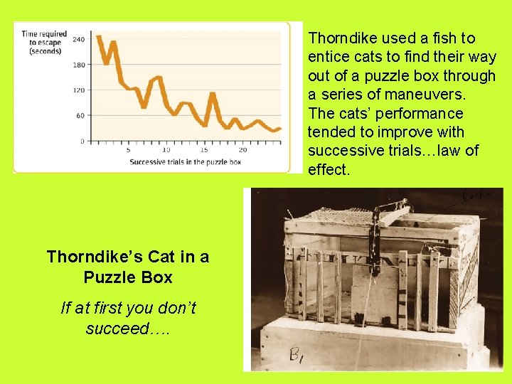 Thorndike used a fish to entice cats to find their way out of a