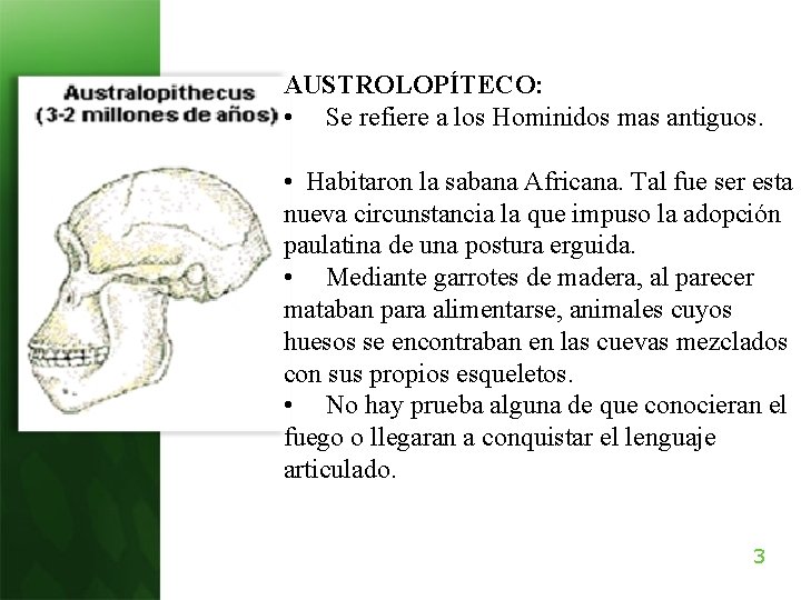 AUSTROLOPÍTECO: • Se refiere a los Hominidos mas antiguos. • Habitaron la sabana Africana.