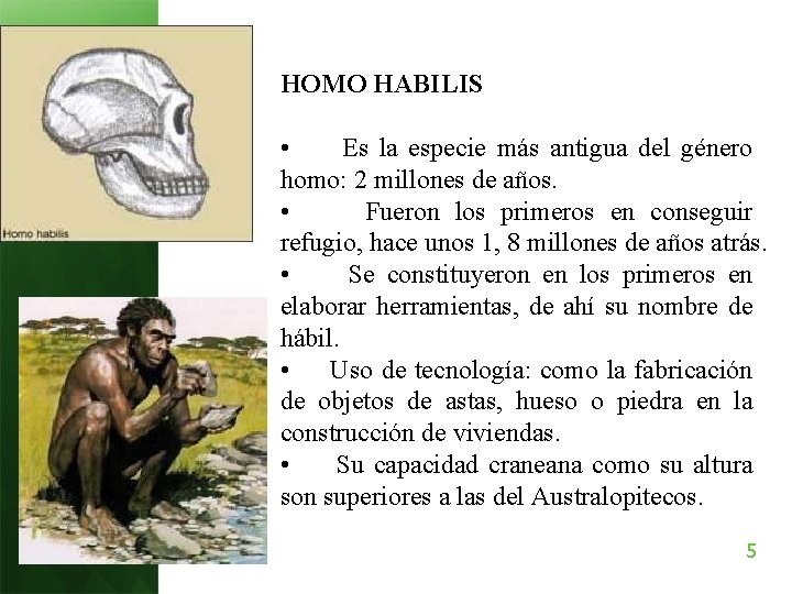 HOMO HABILIS • Es la especie más antigua del género homo: 2 millones de