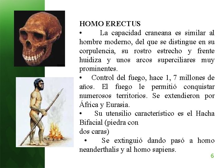 HOMO ERECTUS • La capacidad craneana es similar al hombre moderno, del que se