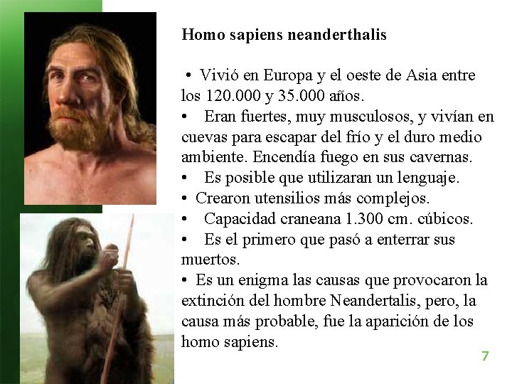 Homo sapiens neanderthalis • Vivió en Europa y el oeste de Asia entre los