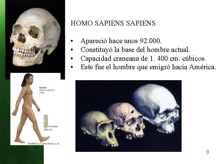 HOMO SAPIENS • • Apareció hace unos 92. 000. Constituyó la base del hombre