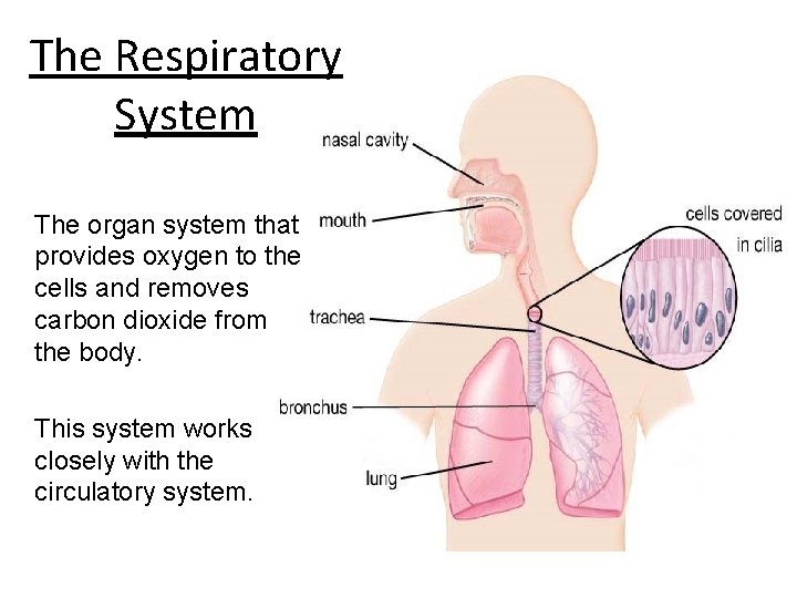 The Respiratory System The organ system that provides oxygen to the cells and removes