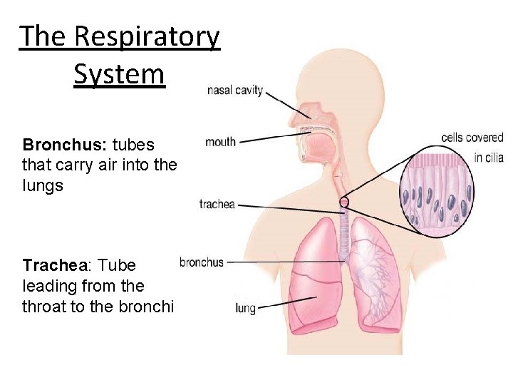The Respiratory System Bronchus: tubes that carry air into the lungs Trachea: Tube leading