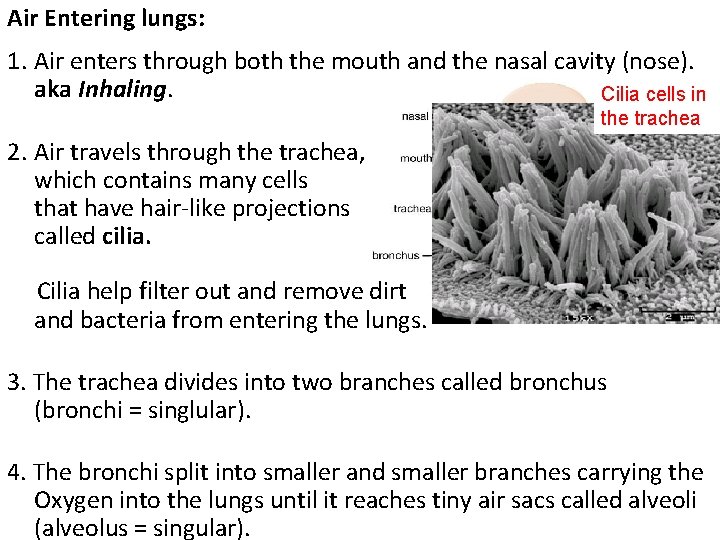Air Entering lungs: 1. Air enters through both the mouth and the nasal cavity