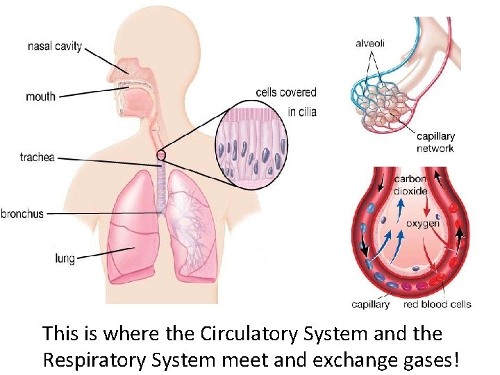 This is where the Circulatory System and the Respiratory System meet and exchange gases!