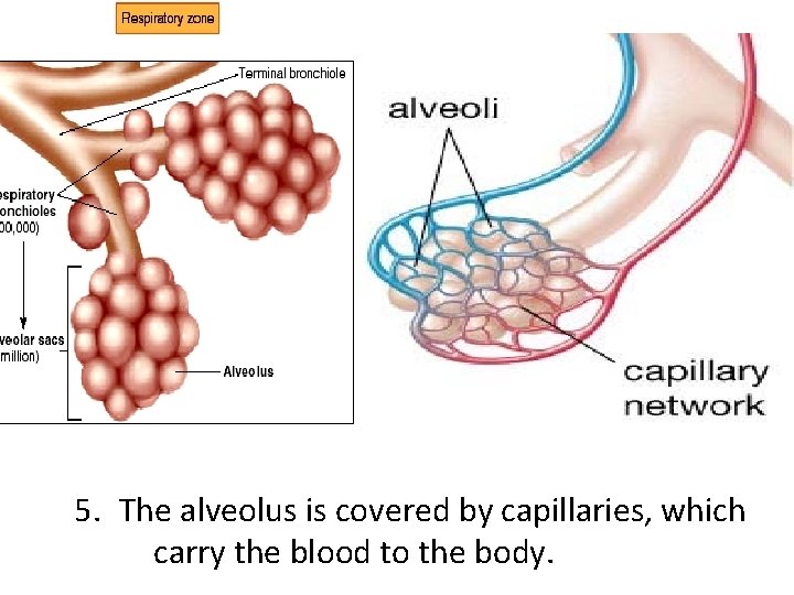 5. The alveolus is covered by capillaries, which carry the blood to the body.