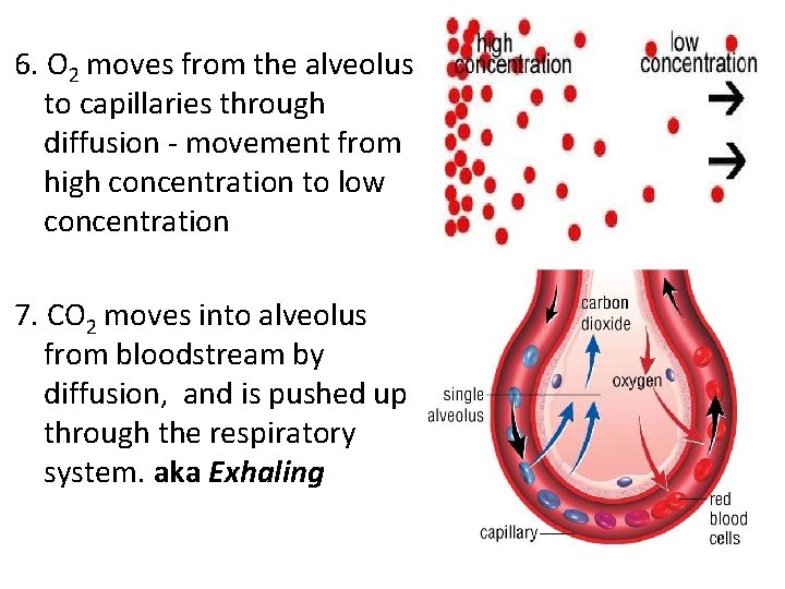 6. O 2 moves from the alveolus to capillaries through diffusion - movement from