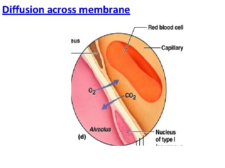 Diffusion across membrane 