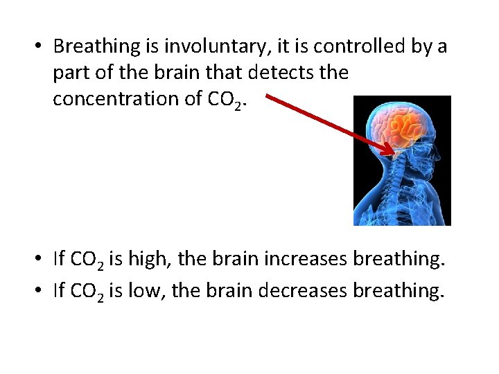  • Breathing is involuntary, it is controlled by a part of the brain