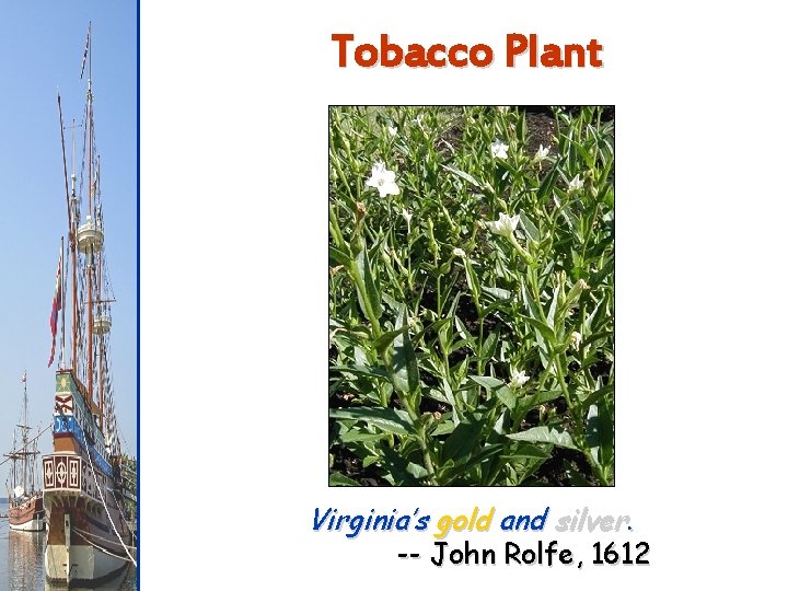 Tobacco Plant Virginia’s gold and silver. -- John Rolfe, 1612 