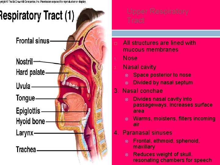 Upper Respiratory Tract 1. 2. All structures are lined with mucous membranes Nose Nasal Upper Respiratory Tract 1. 2. All structures are lined with mucous membranes Nose Nasal