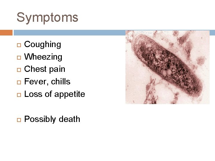 Symptoms Coughing Wheezing Chest pain Fever, chills Loss of appetite Possibly death Symptoms Coughing Wheezing Chest pain Fever, chills Loss of appetite Possibly death