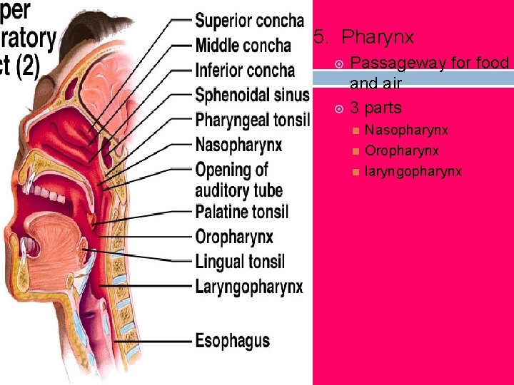 5. Pharynx Passageway for food and air 3 parts Nasopharynx Oropharynx laryngopharynx 5. Pharynx Passageway for food and air 3 parts Nasopharynx Oropharynx laryngopharynx