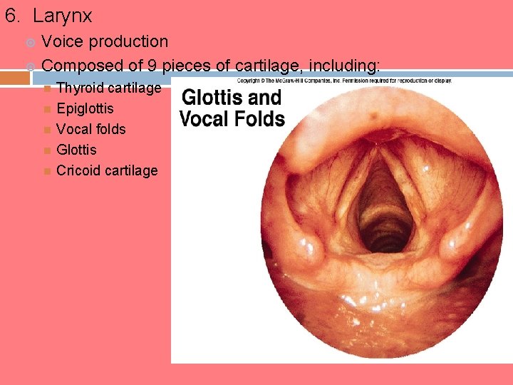 6. Larynx Voice production Composed of 9 pieces of cartilage, including: Thyroid cartilage Epiglottis 6. Larynx Voice production Composed of 9 pieces of cartilage, including: Thyroid cartilage Epiglottis