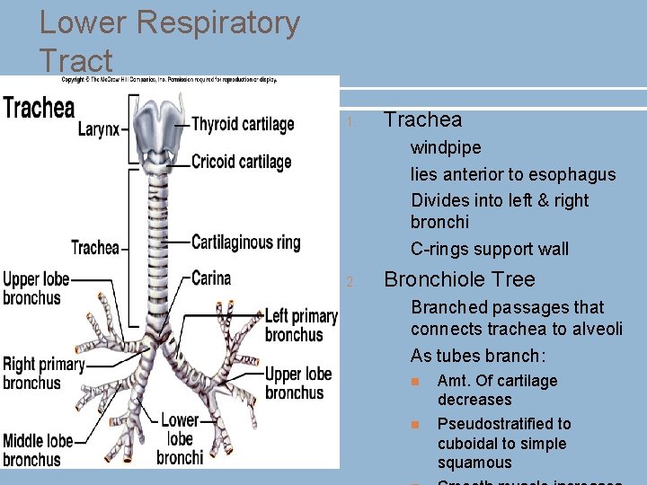 Lower Respiratory Tract Trachea 1. • • windpipe lies anterior to esophagus Divides into Lower Respiratory Tract Trachea 1. • • windpipe lies anterior to esophagus Divides into
