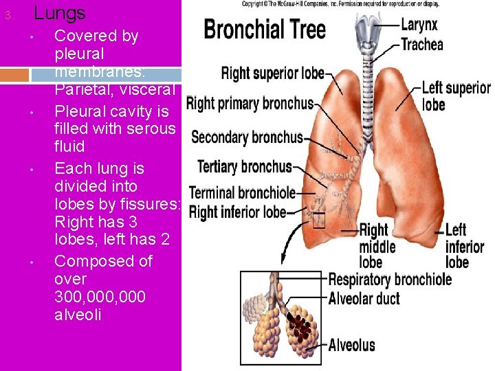 3. Lungs • • Covered by pleural membranes: Parietal, visceral Pleural cavity is filled 3. Lungs • • Covered by pleural membranes: Parietal, visceral Pleural cavity is filled