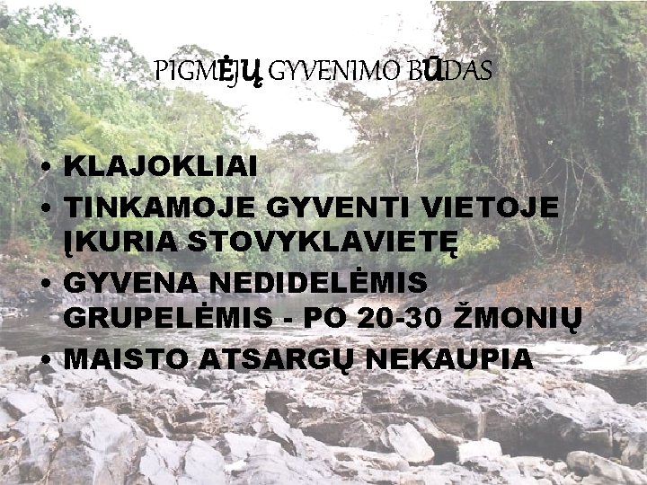 PIGMĖJŲ GYVENIMO BŪDAS • KLAJOKLIAI • TINKAMOJE GYVENTI VIETOJE ĮKURIA STOVYKLAVIETĘ • GYVENA NEDIDELĖMIS