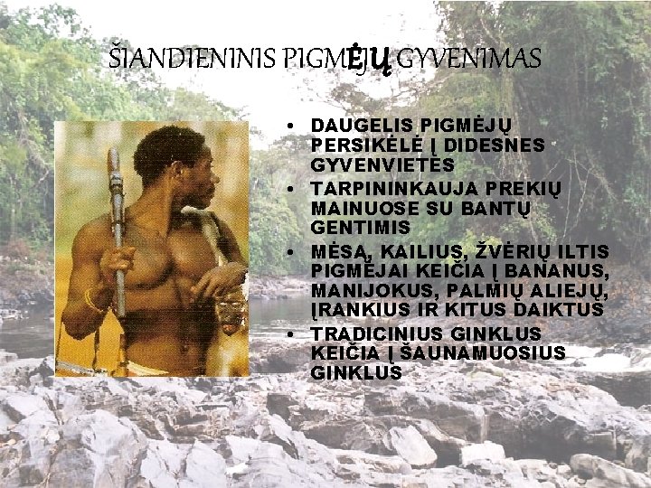 ŠIANDIENINIS PIGMĖJŲ GYVENIMAS • DAUGELIS PIGMĖJŲ PERSIKĖLĖ Į DIDESNES GYVENVIETES • TARPININKAUJA PREKIŲ MAINUOSE