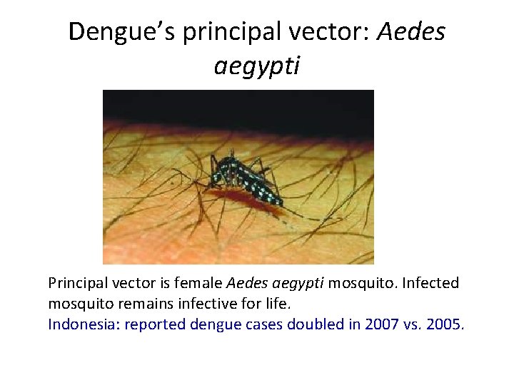 Dengue’s principal vector: Aedes aegypti Principal vector is female Aedes aegypti mosquito. Infected mosquito