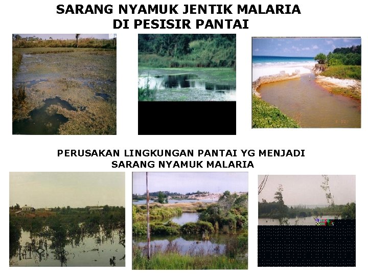 SARANG NYAMUK JENTIK MALARIA DI PESISIR PANTAI PERUSAKAN LINGKUNGAN PANTAI YG MENJADI SARANG NYAMUK