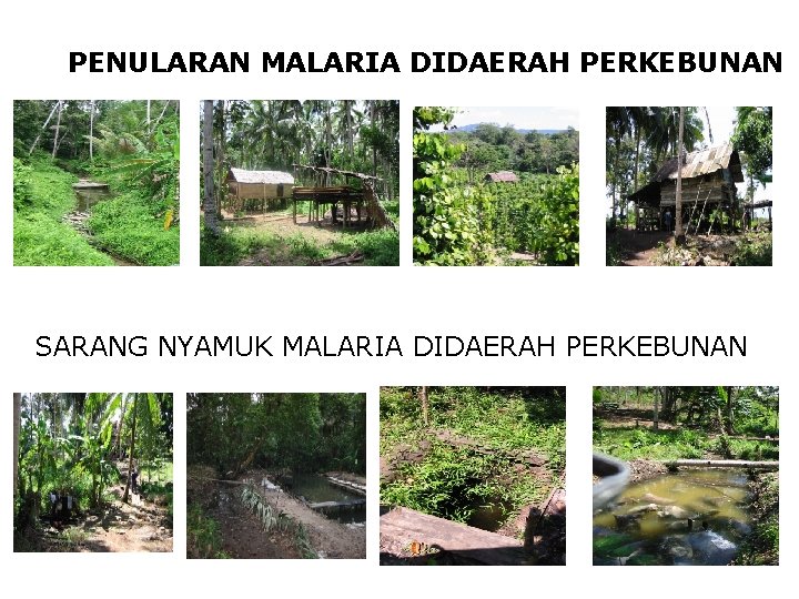 PENULARAN MALARIA DIDAERAH PERKEBUNAN SARANG NYAMUK MALARIA DIDAERAH PERKEBUNAN 