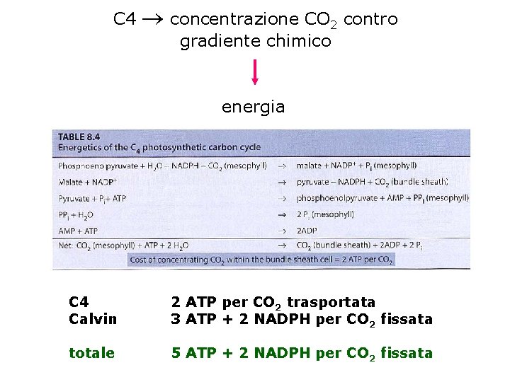 C 4 concentrazione CO 2 contro gradiente chimico energia C 4 Calvin 2 ATP