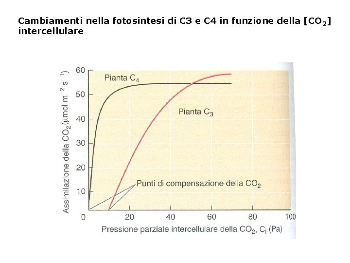 Cambiamenti nella fotosintesi di C 3 e C 4 in funzione della [CO 2]