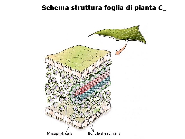 Schema struttura foglia di pianta C 4 