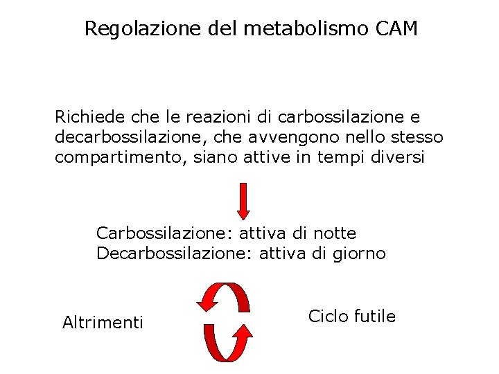 Regolazione del metabolismo CAM Richiede che le reazioni di carbossilazione e decarbossilazione, che avvengono