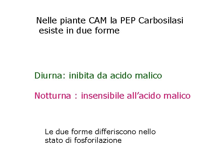 Nelle piante CAM la PEP Carbosilasi esiste in due forme Diurna: inibita da acido