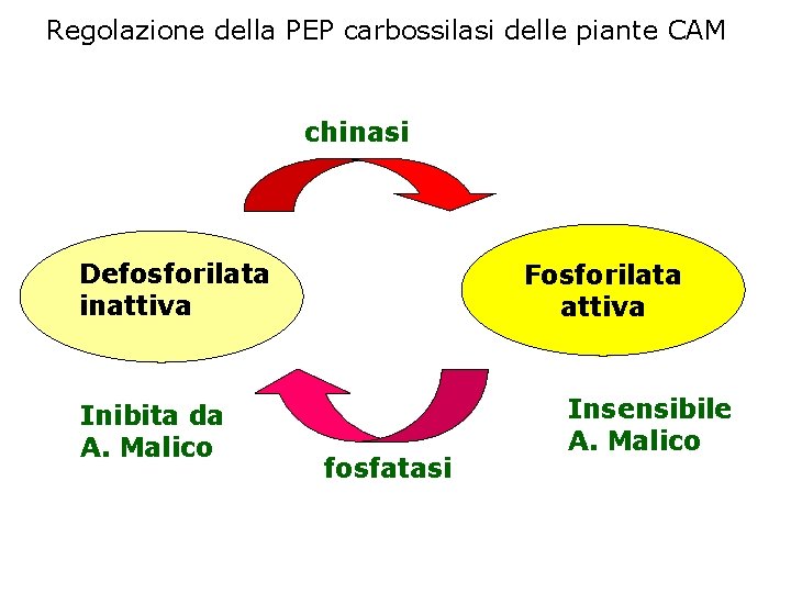 Regolazione della PEP carbossilasi delle piante CAM chinasi Defosforilata inattiva Inibita da A. Malico