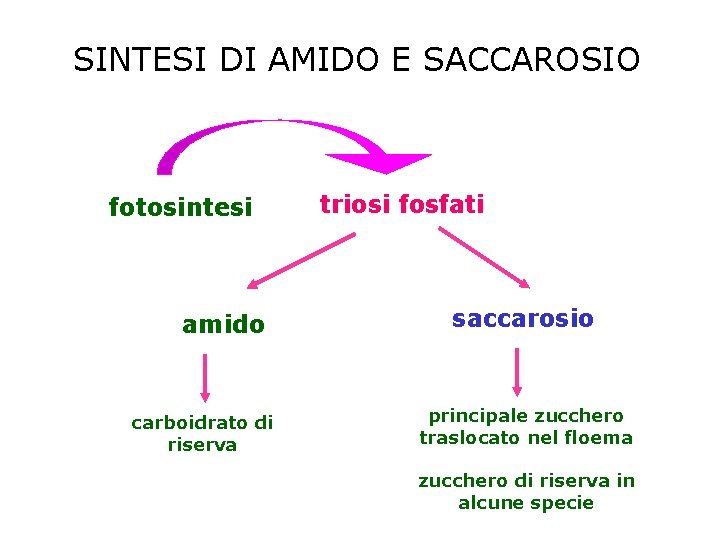 SINTESI DI AMIDO E SACCAROSIO fotosintesi amido carboidrato di riserva triosi fosfati saccarosio principale