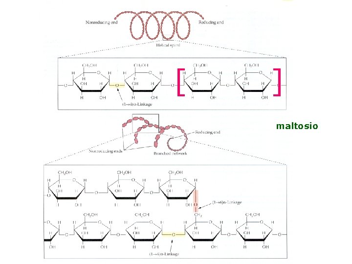 [ ] maltosio 