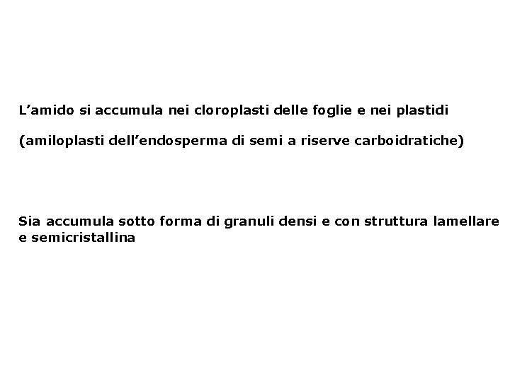 L’amido si accumula nei cloroplasti delle foglie e nei plastidi (amiloplasti dell’endosperma di semi