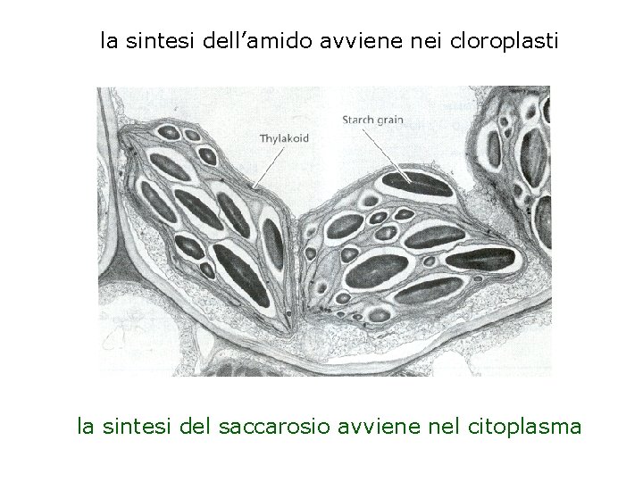 la sintesi dell’amido avviene nei cloroplasti la sintesi del saccarosio avviene nel citoplasma 