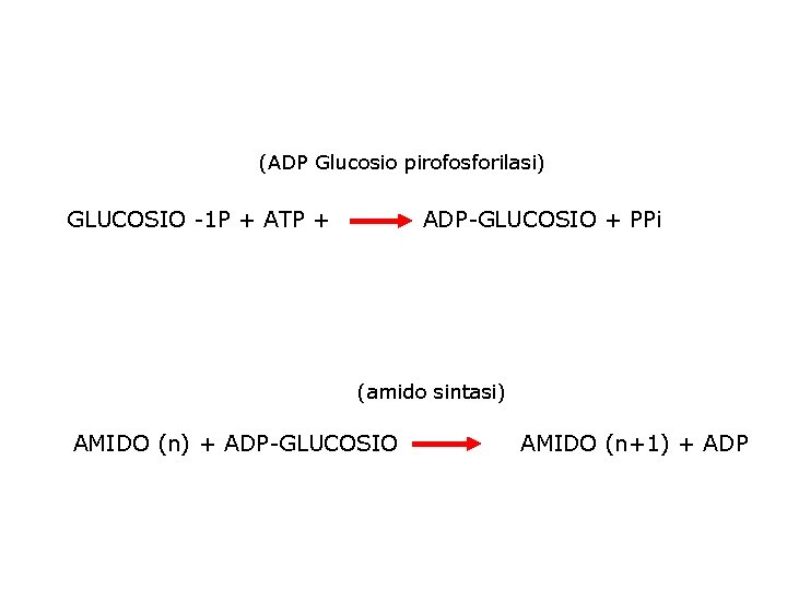 (ADP Glucosio pirofosforilasi) GLUCOSIO -1 P + ATP + ADP-GLUCOSIO + PPi (amido sintasi)