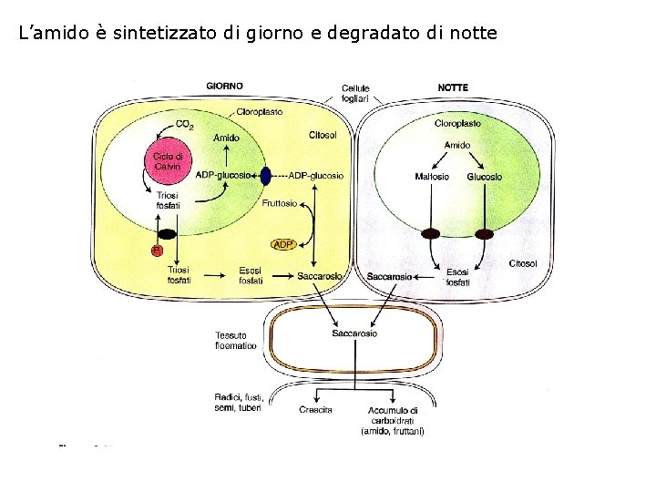 L’amido è sintetizzato di giorno e degradato di notte 