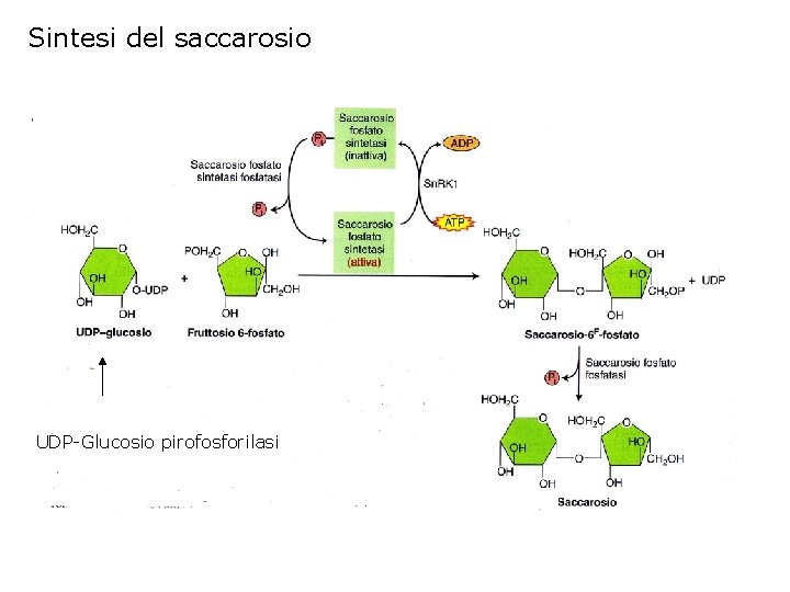 Sintesi del saccarosio UDP-Glucosio pirofosforilasi 