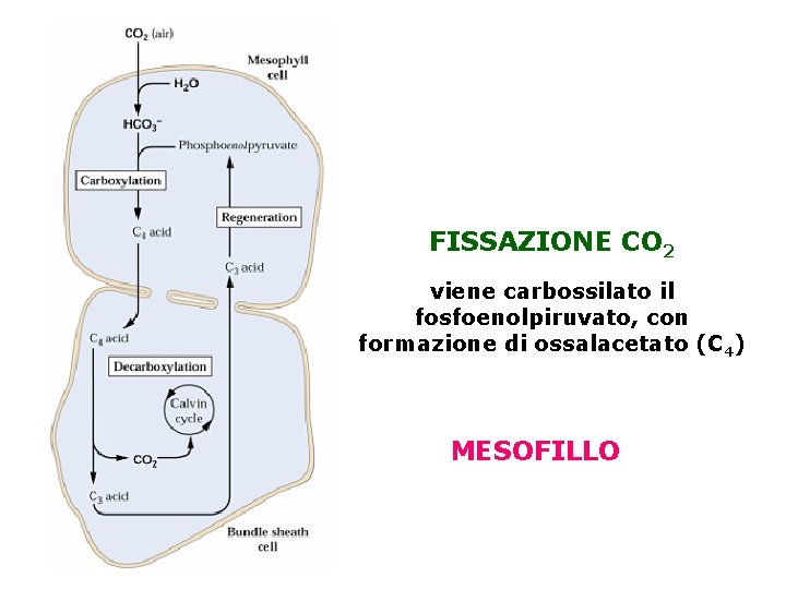 FISSAZIONE CO 2 viene carbossilato il fosfoenolpiruvato, con formazione di ossalacetato (C 4) MESOFILLO