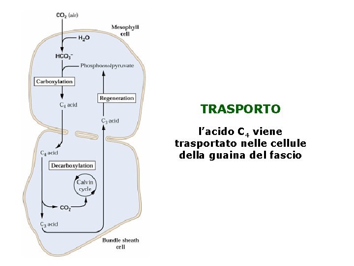 TRASPORTO l’acido C 4 viene trasportato nelle cellule della guaina del fascio 