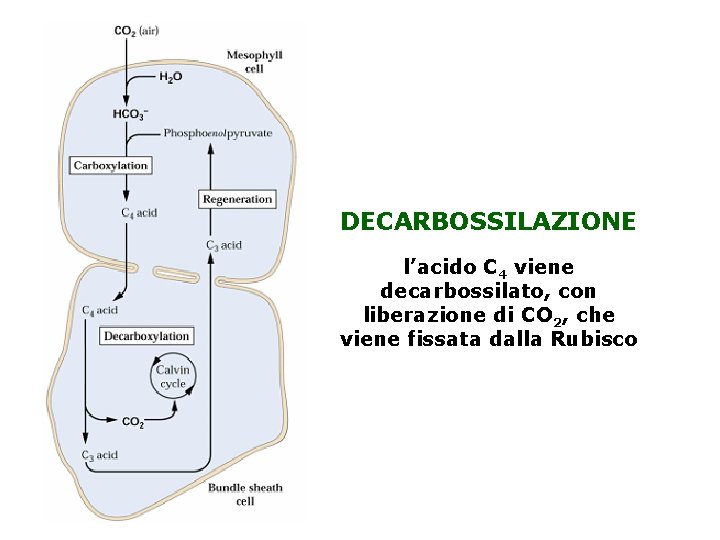 DECARBOSSILAZIONE l’acido C 4 viene decarbossilato, con liberazione di CO 2, che viene fissata