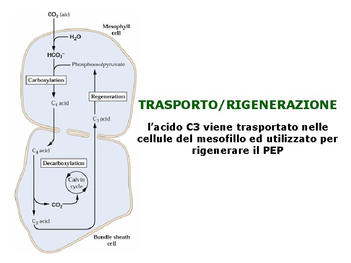 TRASPORTO/RIGENERAZIONE l’acido C 3 viene trasportato nelle cellule del mesofillo ed utilizzato per rigenerare