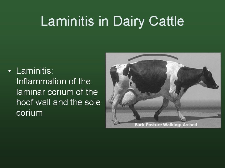 Laminitis in Dairy Cattle • Laminitis: Inflammation of the laminar corium of the hoof