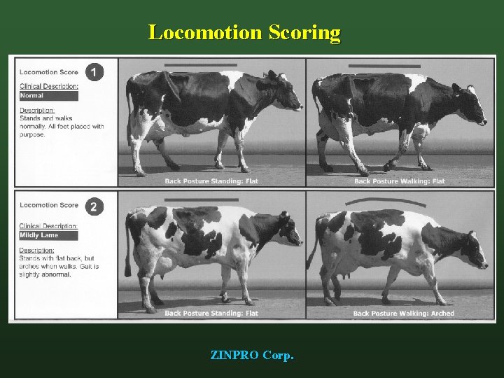 Locomotion Scoring ZINPRO Corp. 