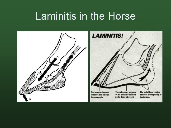 Laminitis in the Horse 
