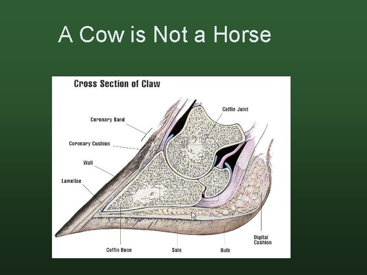 A Cow is Not a Horse 